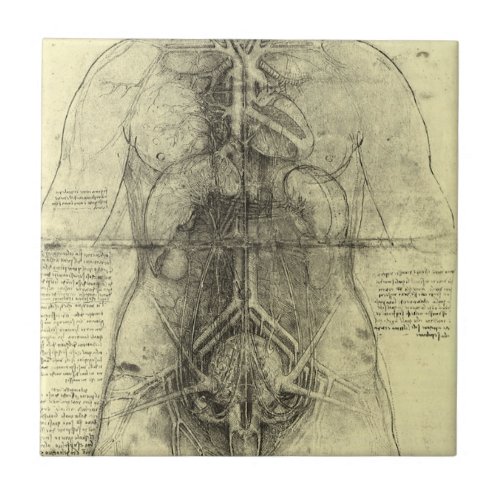 Leonardo da Vincis Human Anatomy Female Torso Ceramic Tile