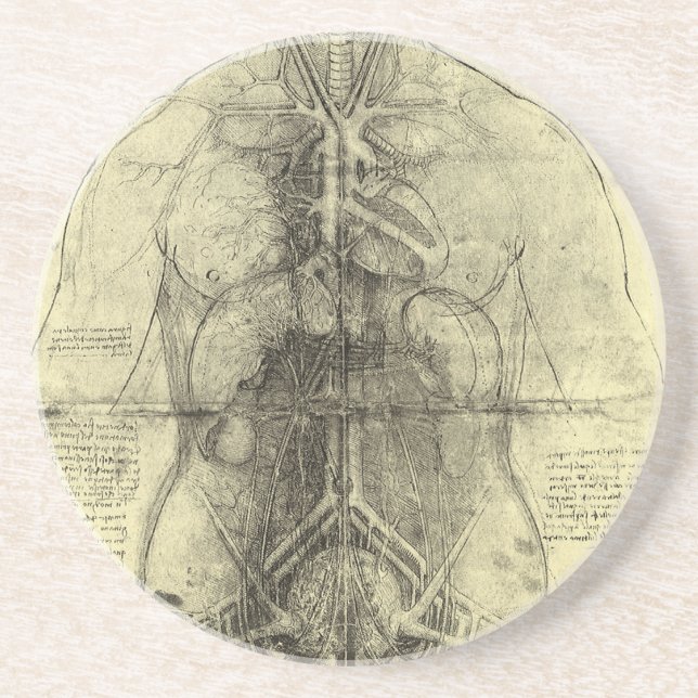 Leonardo da Vinci's Human Anatomy, Female Torso Drink Coaster (Front)