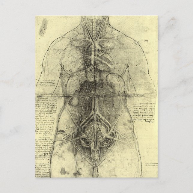 Leonardo da Vinci's Human Anatomy, Female Torso Postcard (Front)