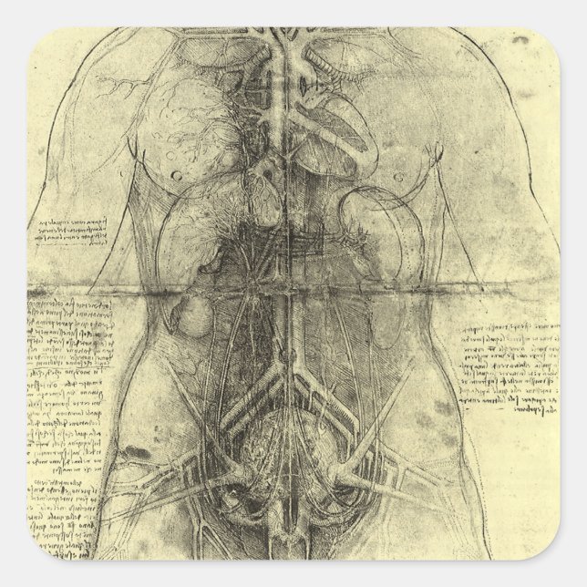 Leonardo da Vinci's Human Anatomy, Female Torso Square Sticker (Front)