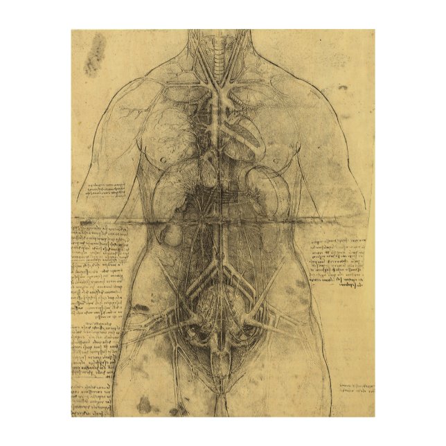 Leonardo da Vinci's Human Anatomy, Female Torso Wood Wall Decor (Front)
