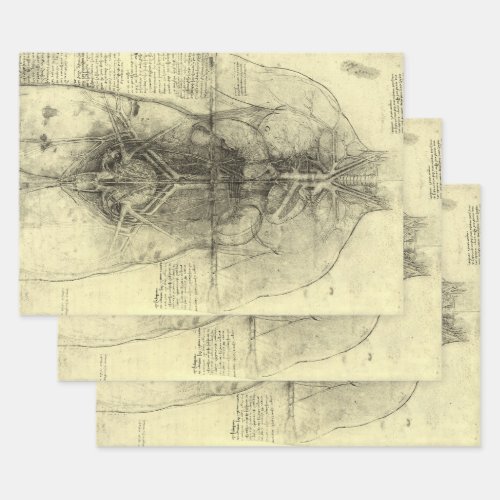 Leonardo da Vincis Human Anatomy Female Torso Wrapping Paper Sheets