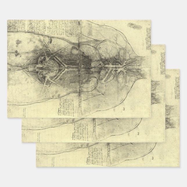 Leonardo da Vinci's Human Anatomy, Female Torso Wrapping Paper Sheets (Set)