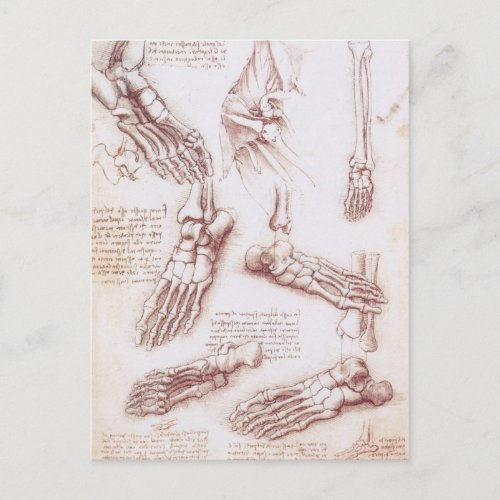 Leonardo da Vincis Human Anatomy Foot Bones Postcard