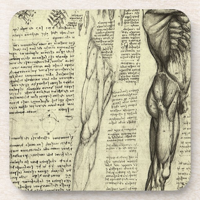 Leonardo da Vinci's Human Anatomy Male Muscles Beverage Coaster (Front)