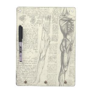 Leonardo da Vinci's Human Anatomy Male Muscles Dry Erase Board
