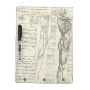 Muscle Anatomy for Female and Male Dry Erase Clipboard