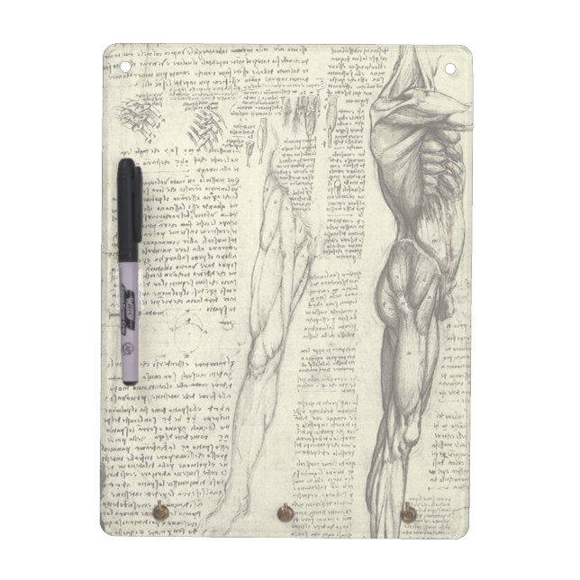 Leonardo da Vinci's Human Anatomy Male Muscles Dry Erase Board (Front)