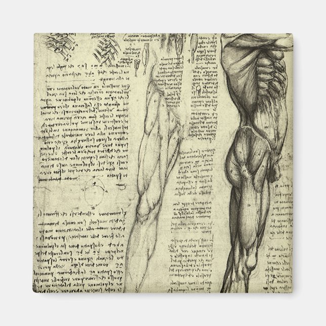 Leonardo da Vinci's Human Anatomy Male Muscles Magnet (Front)