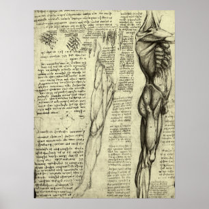 Leonardo da Vinci's Human Anatomy Male Muscles Poster