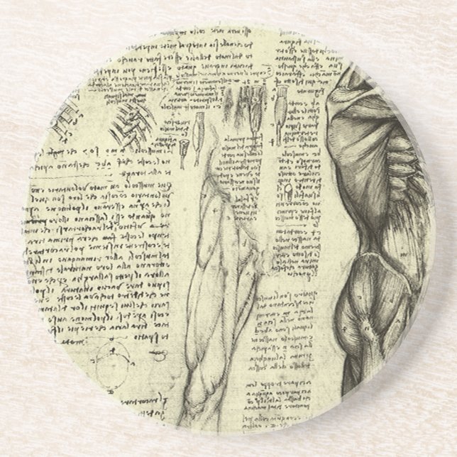 Leonardo da Vinci's Human Anatomy Male Muscles Sandstone Coaster (Front)
