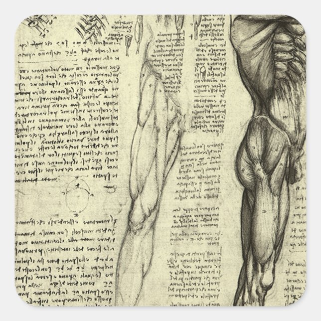 Leonardo da Vinci's Human Anatomy Male Muscles Square Sticker (Front)