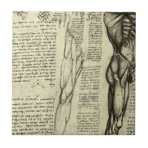 Leonardo da Vincis Human Anatomy Male Muscles Tile