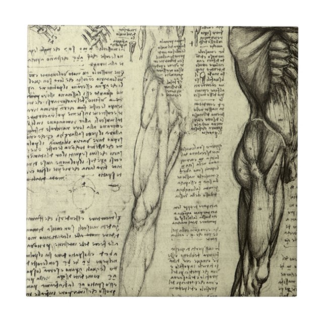 Leonardo da Vinci's Human Anatomy Male Muscles Tile (Front)