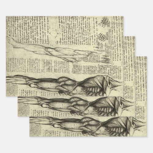 Leonardo da Vincis Human Anatomy Male Muscles Wrapping Paper Sheets