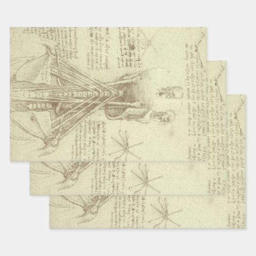 Leonardo da Vincis Human Anatomy Spinal Column Wrapping Paper Sheets
