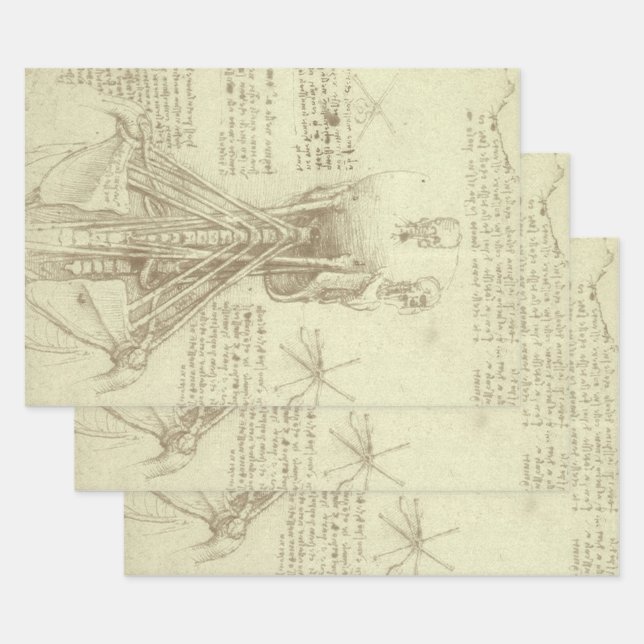Leonardo da Vinci's Human Anatomy Spinal Column Wrapping Paper Sheets (Set)