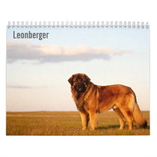 Leonberger 2027 Wall calendar