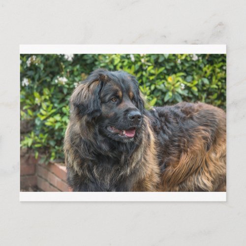 leonberger 3 postcard