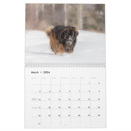Leonberger Action Calendar Zazzle