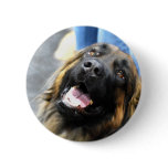 Leonberger  Buttons