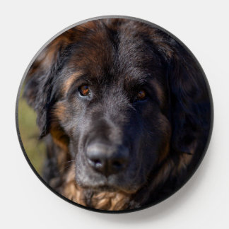 Leonberger face PopSocket