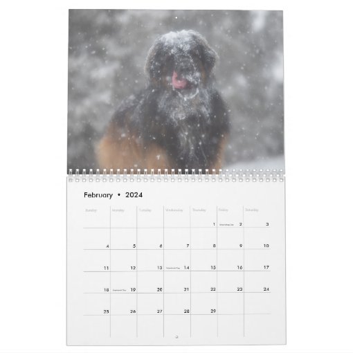 Leonberger Magic Calendar Zazzle