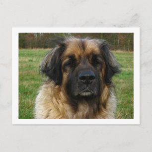 leonberger postcard