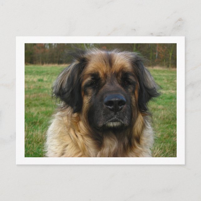 leonberger postcard (Front)