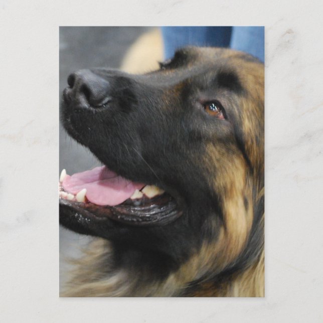 Leonberger Postcard (Front)