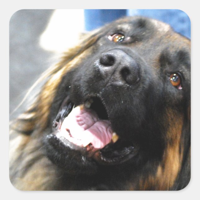 Leonberger  Stickers (Front)