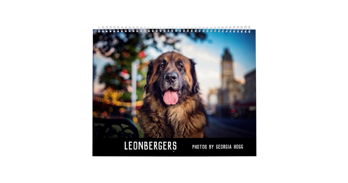 Leonbergers Calendar Zazzle