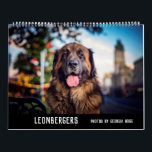 Leonbergers Calendar<br><div class="desc">12 month calendar of some of Australia's Leonbergers</div>