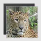 Leopard20151002 (Front/Back)