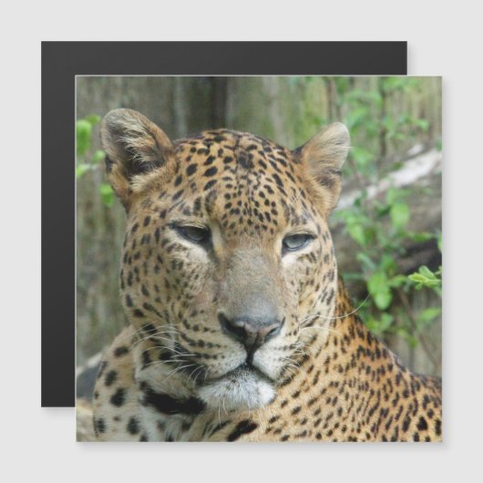 Leopard20151002 (Front/Back)