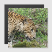 Leopard20151003 (Front/Back)