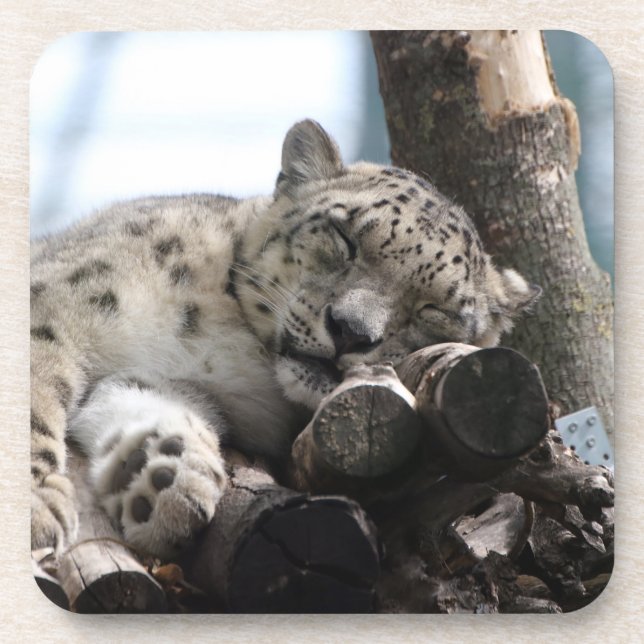 Leopard 002 beverage coaster (Front)
