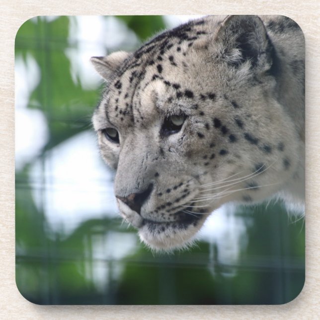 Leopard 003 beverage coaster (Front)