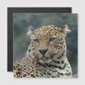 Leopard 006 (Front/Back)