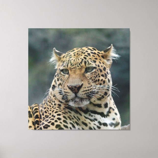Leopard 006 canvas print (Front)