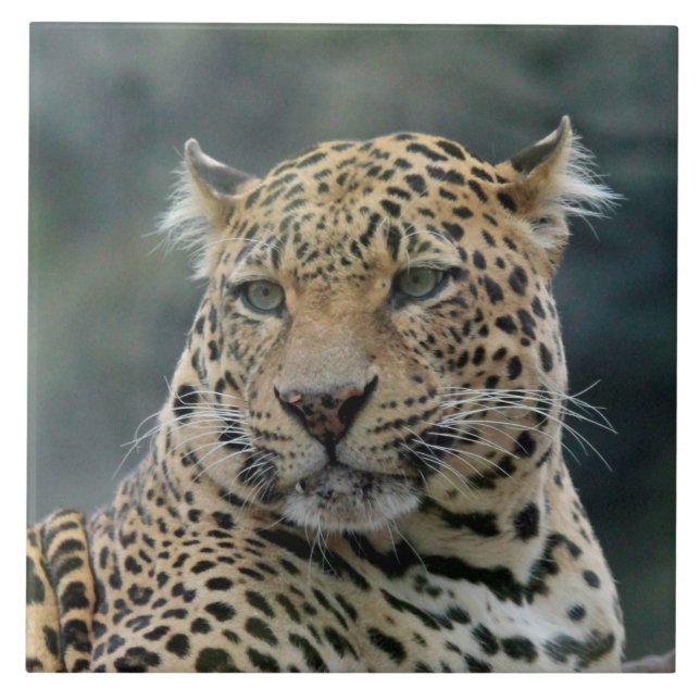Leopard 006 ceramic tile (Front)