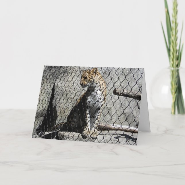 "Leopard #1" Get Well Card (Front)