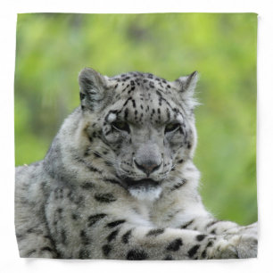 Leopard_2015_0310 Bandana