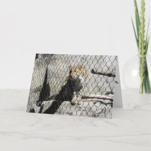 "Leopard #4" Birthday Card