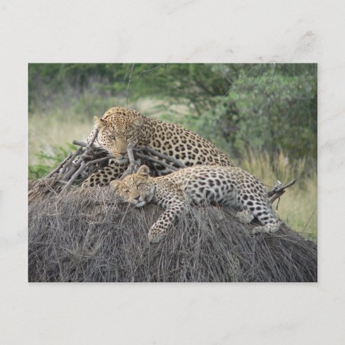 Leopard And Cub Resting On Dried Grass Postcard