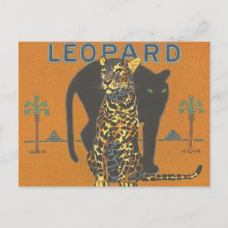Leopard and Panther Postcard