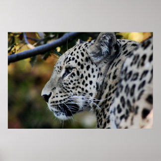 Leopard - Animal Poster