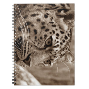 leopard, animal, safari notebook