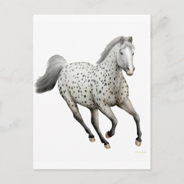 Leopard Appaloosa Horse Postcard (Front)