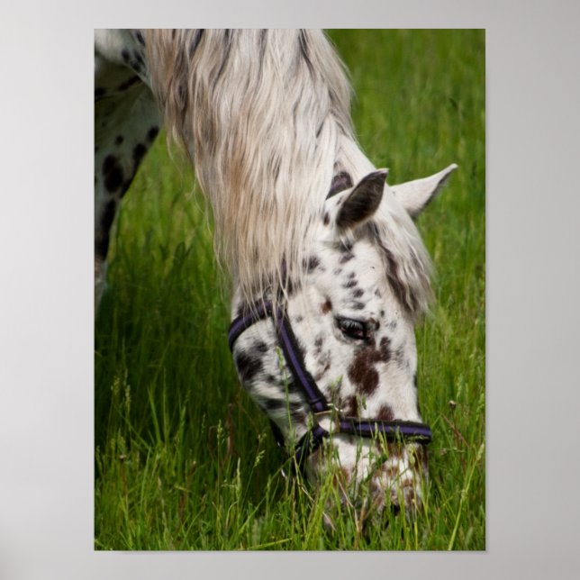 Leopard Appaloosa Horse Poster (Front)